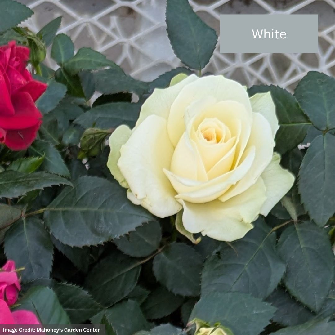 Mini Rose – 6″ Pot